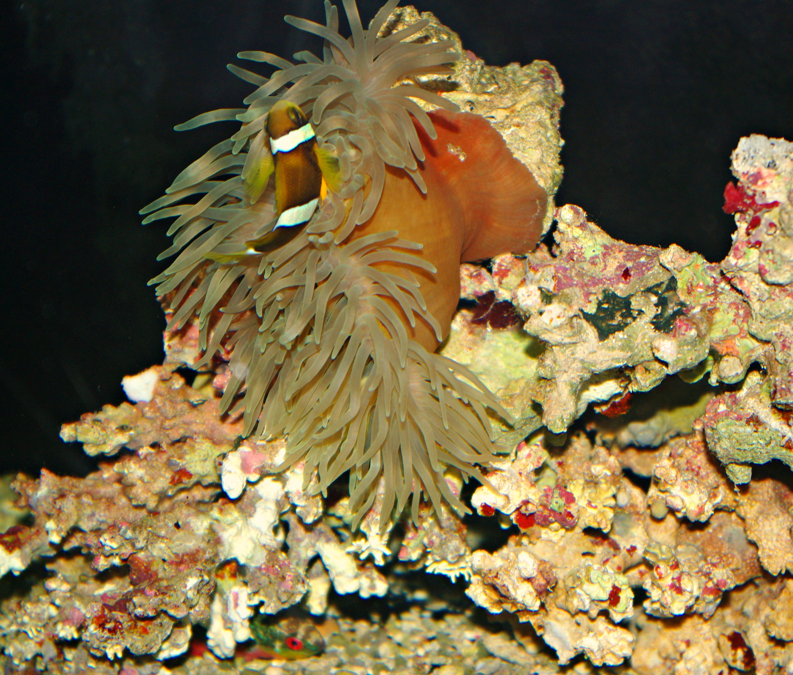 clarkies-clowns-in-anemone-by-night.jpg clarkies-clowns-in-anemone-by-night.jpg