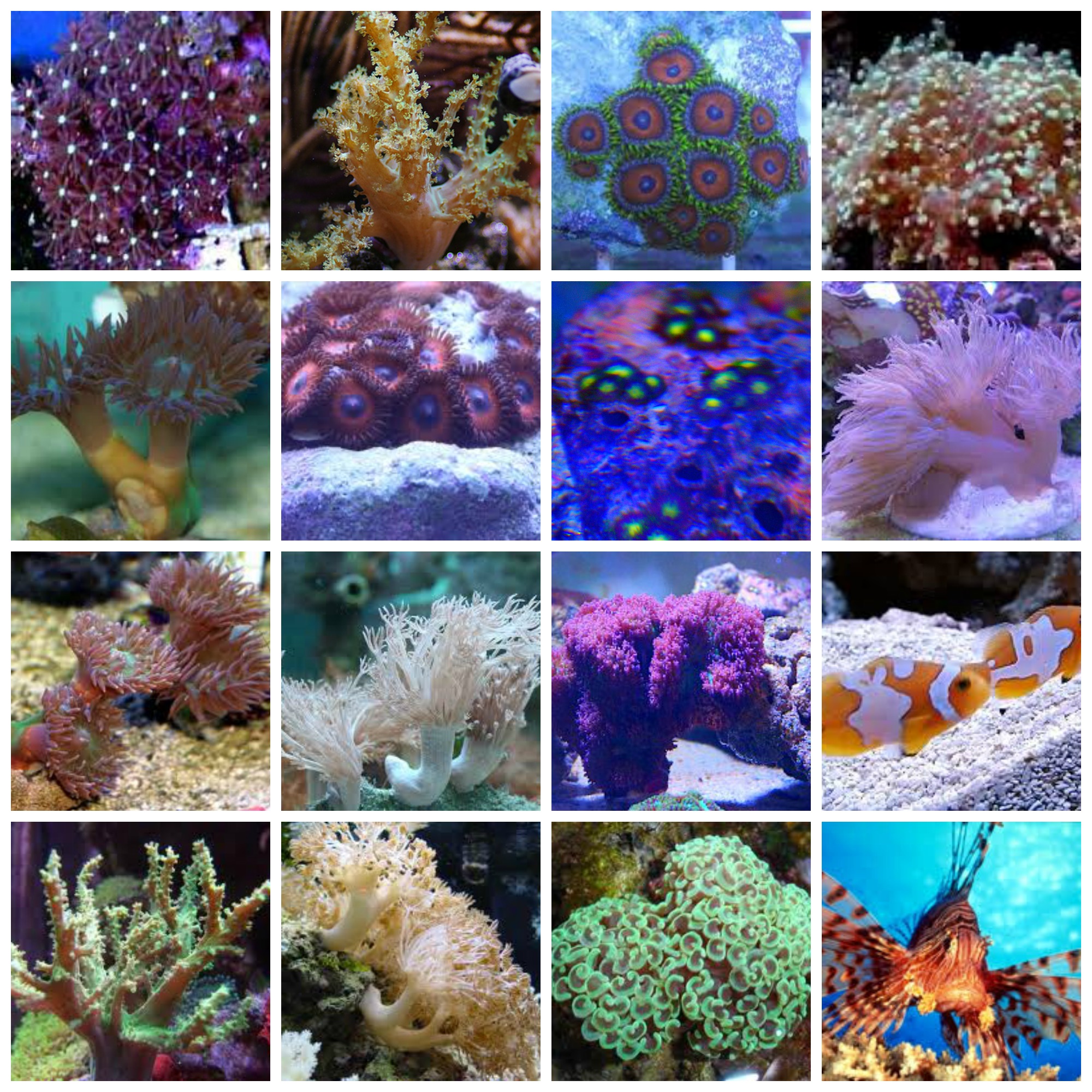 collage-corals-19june.jpg collage-corals-19june.jpg