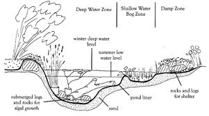pond garden ponds fish koi backyard frogs frog water step plants building plan bog swimming build profile friendly rain steep