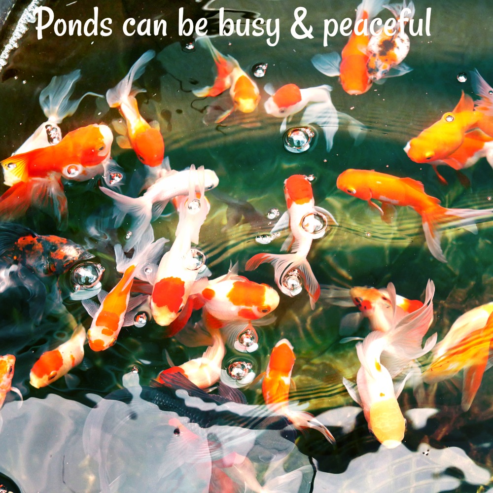 Koi Pond Evaporation Rate