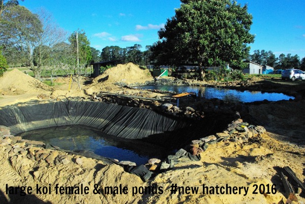 31-oct-new-koi-ponds-construction-at-new-misty-pines-farm-central-coast.jpg