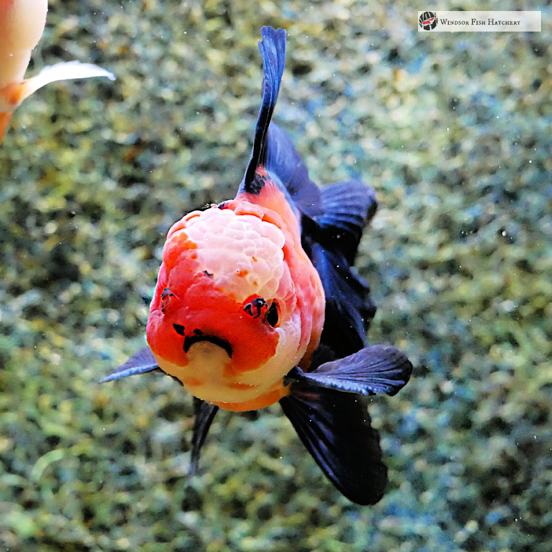 Feeding Goldfish. What do Goldfish Eat? "Get the Answers Here