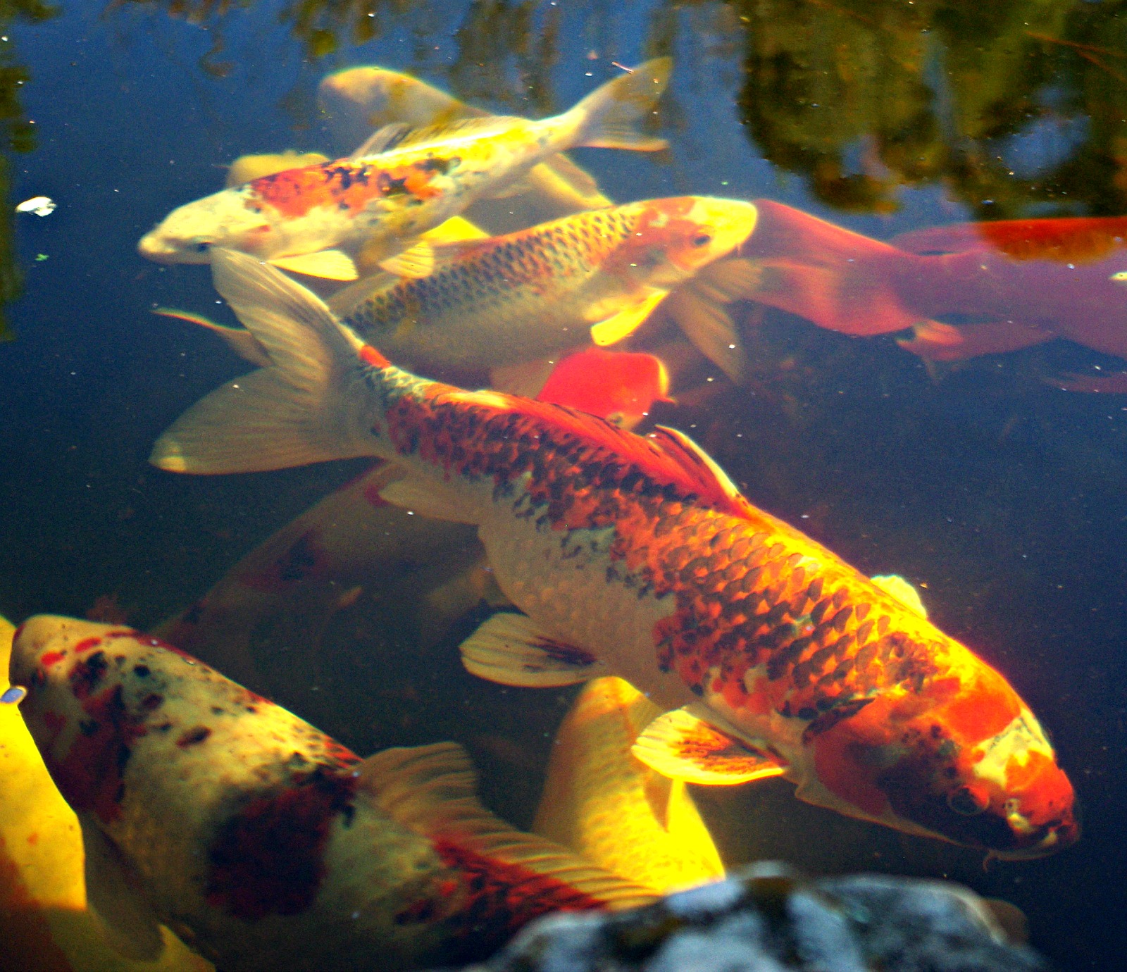 Koi and Goldfish Pond Maintenance "the story of pond water" Windsor