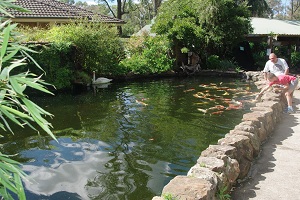 feeding-pond.jpg