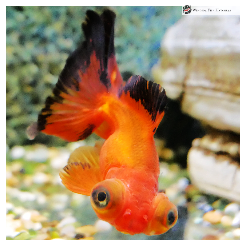 Aquarium Care & Maintenance Holiday Tips. Feeding while your away. Read