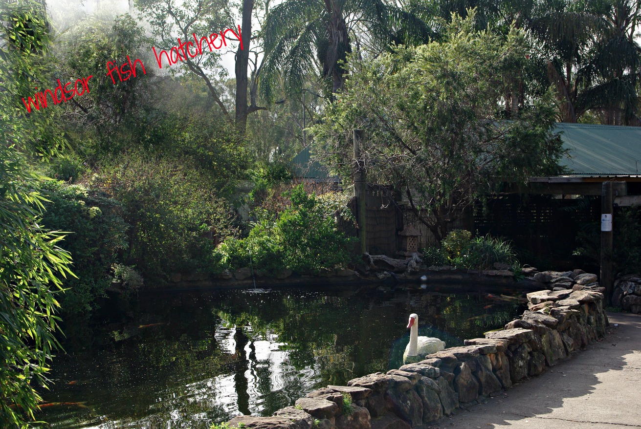 windsor-fish-hatchery-front-koi-pond-752-george-street-south-windsor-2756.jpg